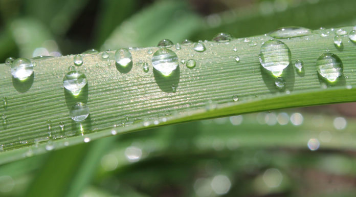 Freitagsansprache: Dankbarkeit