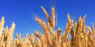 Freitagsansprache: Das Spenden