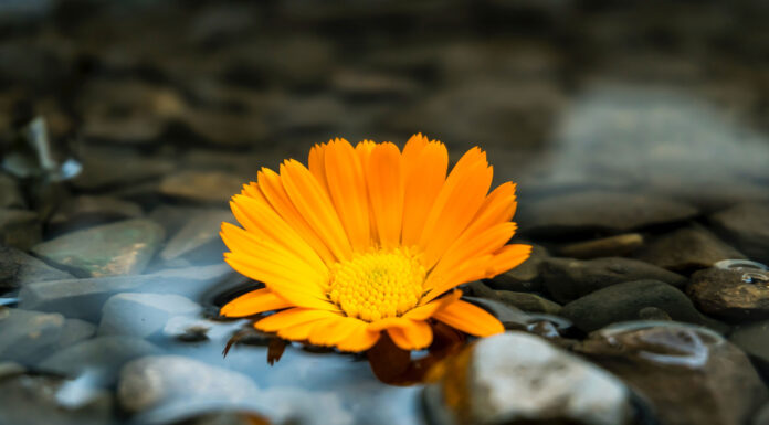 Freitagsansprache: Das Heiraten in Zeiten der Unwissenheit