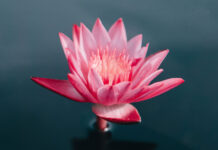 Freitagsansprache: Das Verhalten in der islamischen Ehe – Teil 2