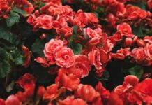 Freitagsansprache: Das Verhalten in der islamischen Ehe