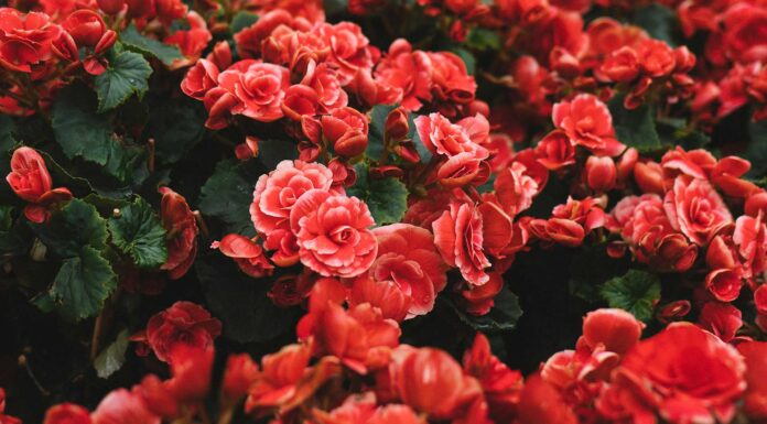 Freitagsansprache: Das Verhalten in der islamischen Ehe